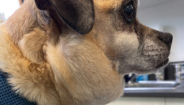 b cell vs t cell lymphoma canine